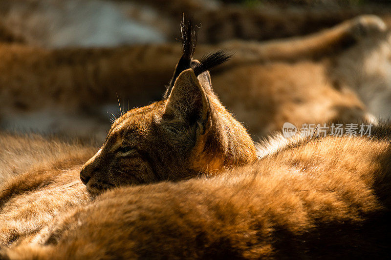 欧亚红猞猁(lynx lynx)是一种极度濒危的食肉动物，长着漂亮的橙色绒毛，它在森林里放松，享受日落时的最后一缕阳光